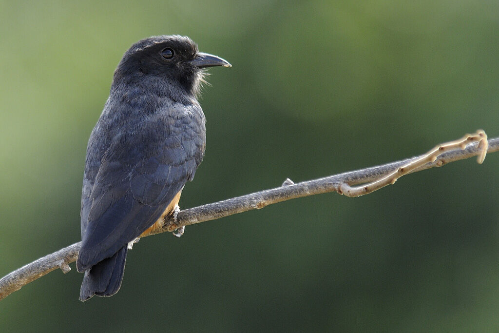 Swallow-winged Puffbirdadult