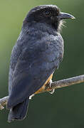 Swallow-winged Puffbird