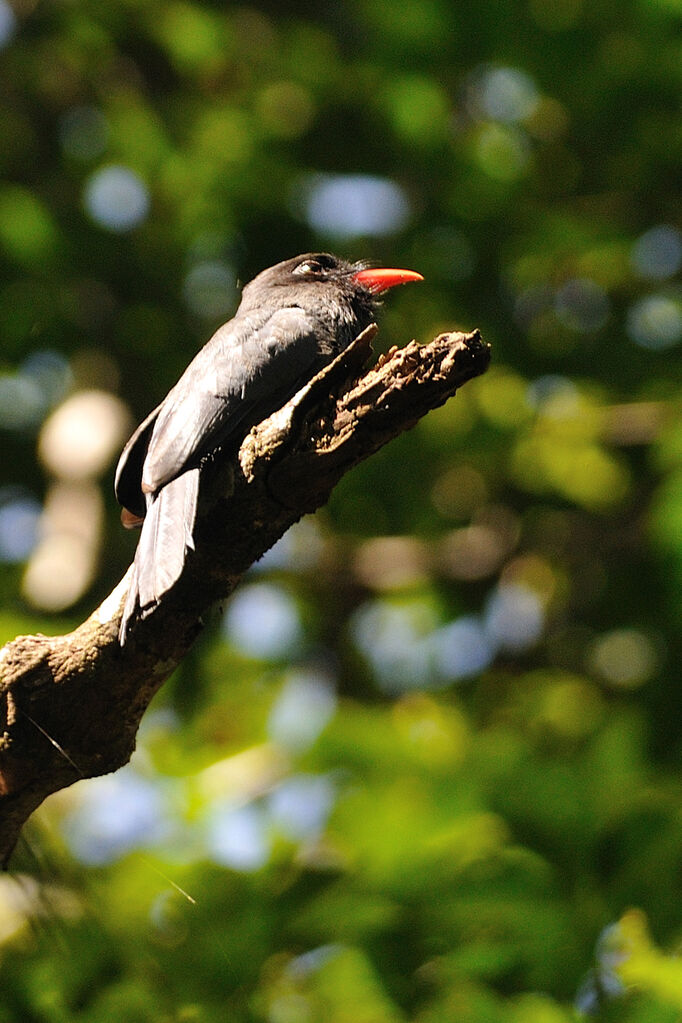 Black-fronted Nunbirdadult