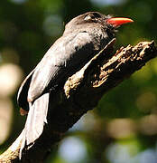 Black-fronted Nunbird