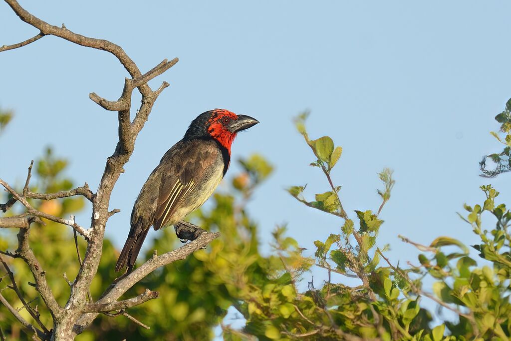 Black-collared Barbetadult