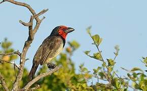 Black-collared Barbet