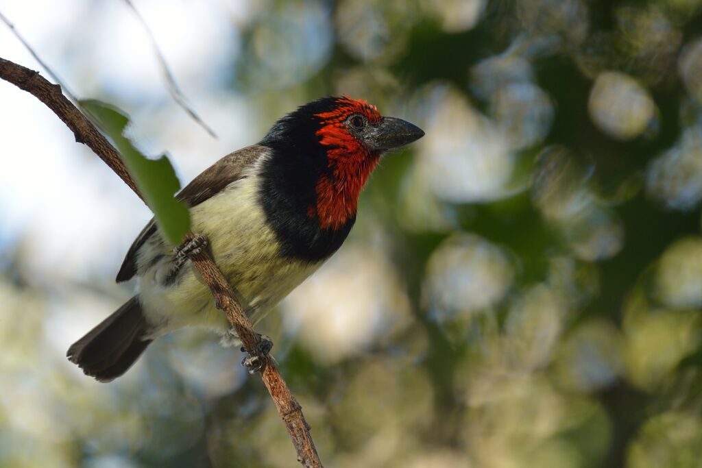Black-collared Barbetadult