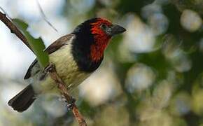 Black-collared Barbet