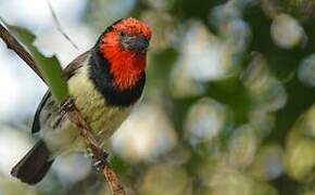 Black-collared Barbet