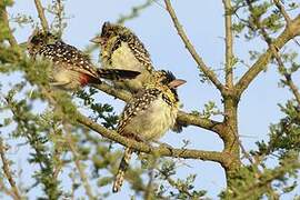 D'Arnaud's Barbet