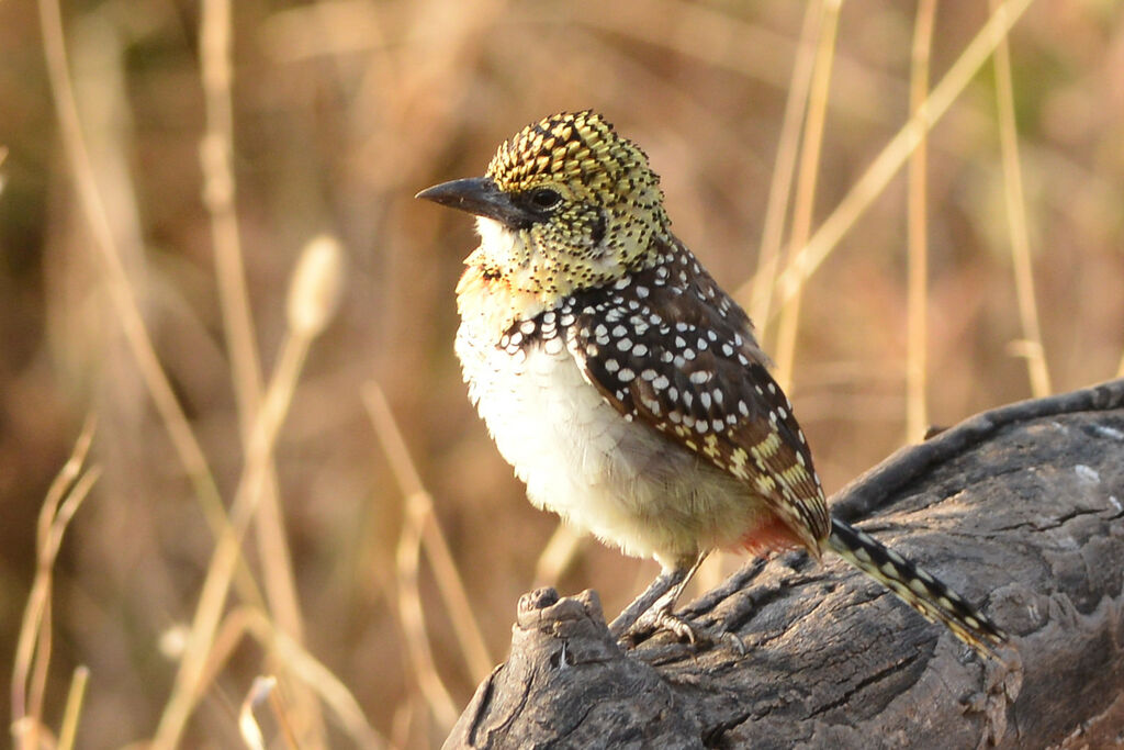 Usambiro Barbetadult, identification