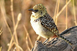 Usambiro Barbet