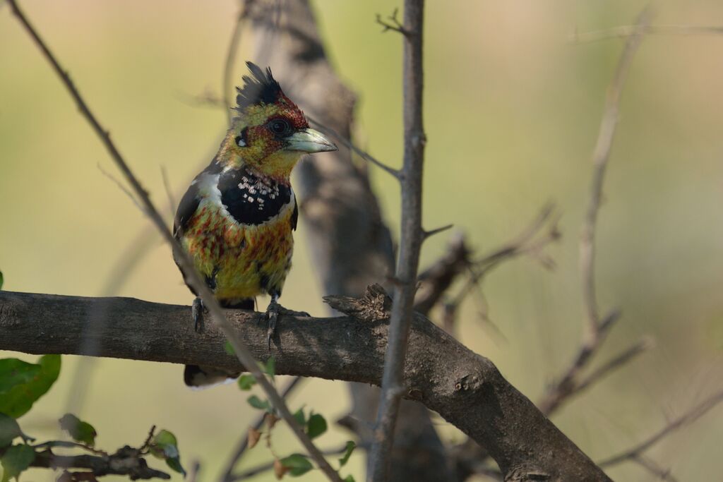 Crested Barbetadult