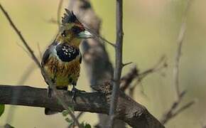 Crested Barbet