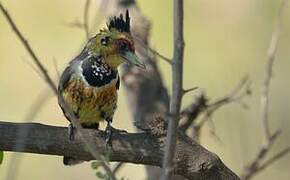 Crested Barbet