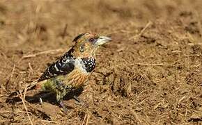Crested Barbet