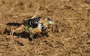 Crested Barbet