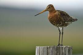 Black-tailed Godwit