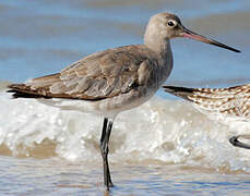 Black-tailed Godwit