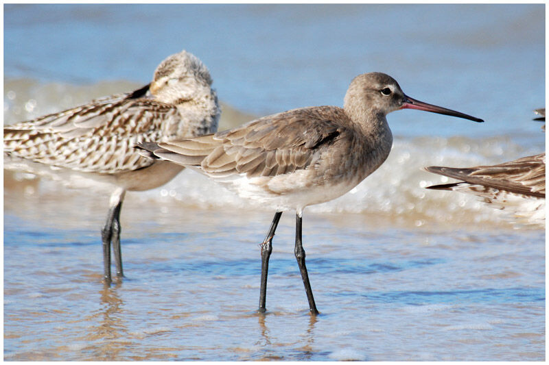 Black-tailed Godwitadult post breeding