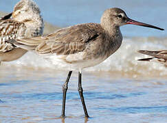 Black-tailed Godwit