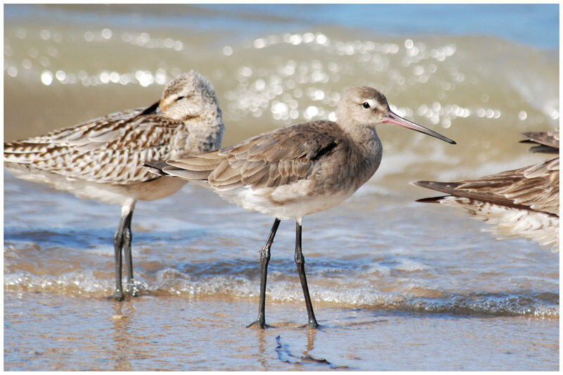 Black-tailed Godwitadult post breeding