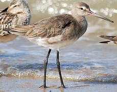 Black-tailed Godwit