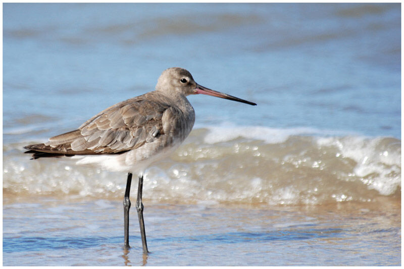 Black-tailed Godwitadult post breeding