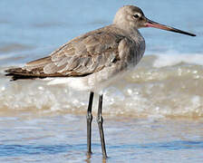 Black-tailed Godwit