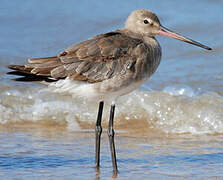 Black-tailed Godwit