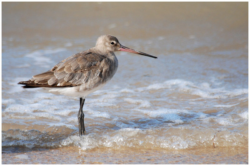 Black-tailed Godwitadult post breeding