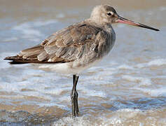 Black-tailed Godwit