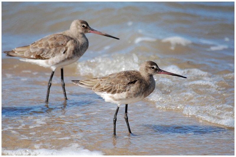 Black-tailed Godwitadult post breeding