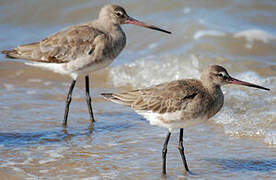 Black-tailed Godwit