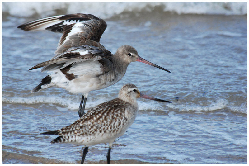 Black-tailed Godwit