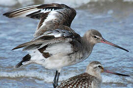 Black-tailed Godwit