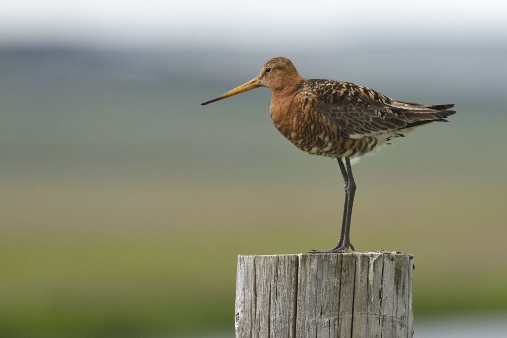 Black-tailed Godwitadult breeding