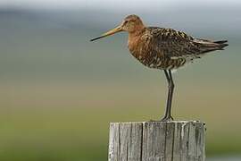 Black-tailed Godwit