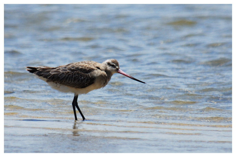 Bar-tailed Godwitadult