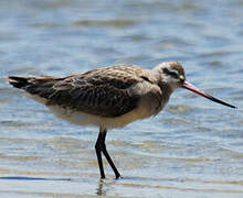 Bar-tailed Godwit