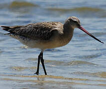 Bar-tailed Godwit