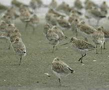 Bar-tailed Godwit