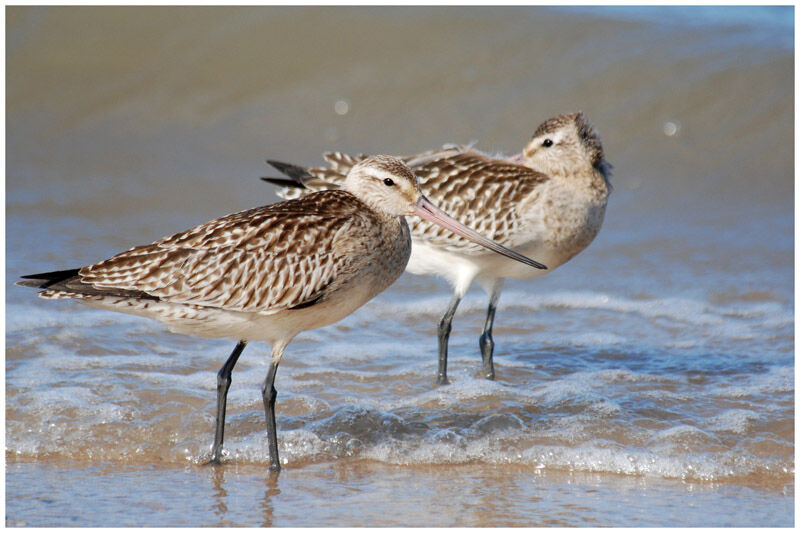 Bar-tailed Godwitadult post breeding