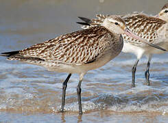 Bar-tailed Godwit