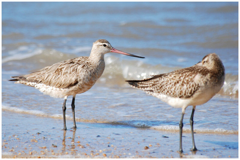 Bar-tailed Godwitadult post breeding