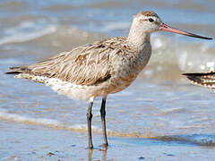 Bar-tailed Godwit