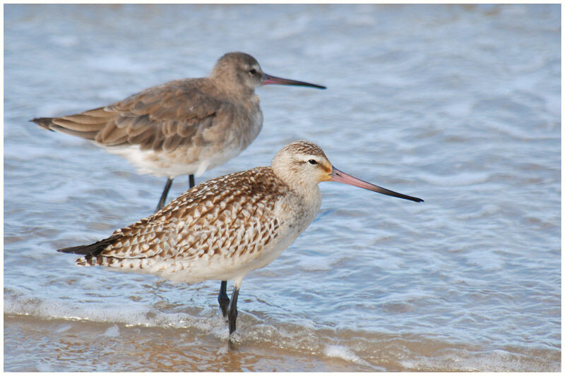 Bar-tailed Godwitadult