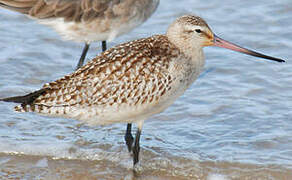 Bar-tailed Godwit