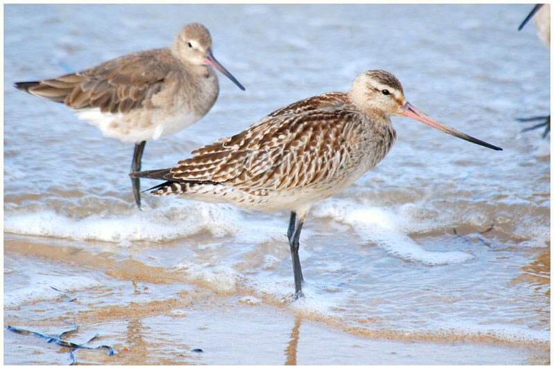 Bar-tailed Godwitadult post breeding