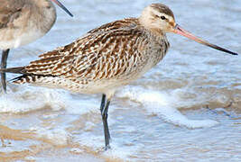 Bar-tailed Godwit