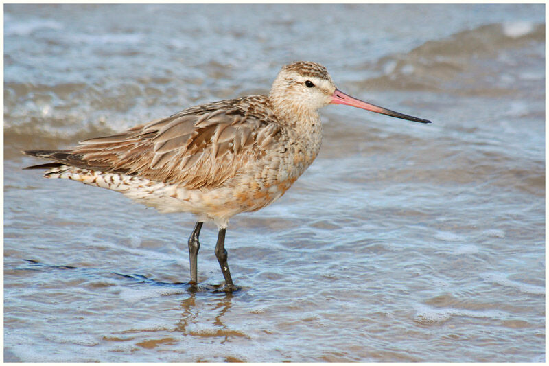 Bar-tailed Godwitadult post breeding