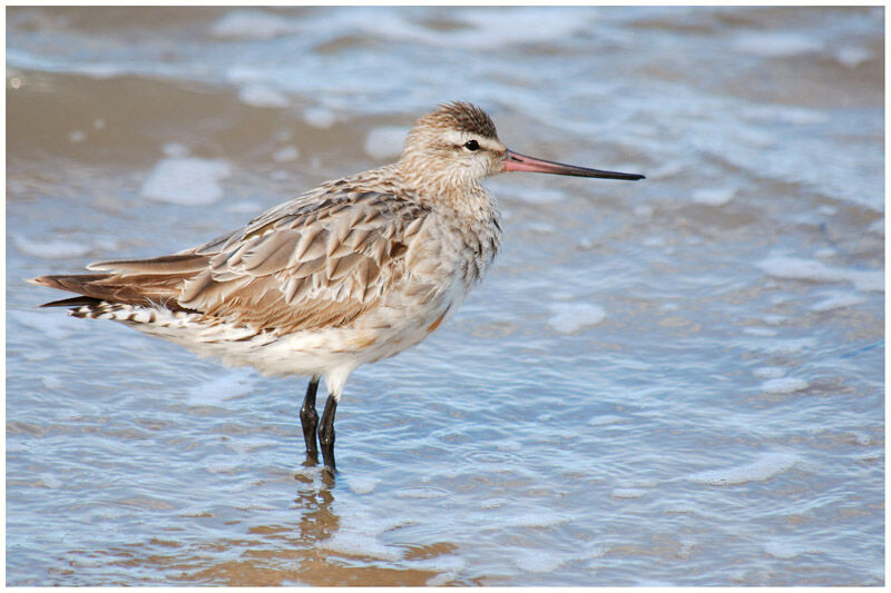 Bar-tailed Godwitadult post breeding