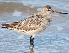 Bar-tailed Godwit