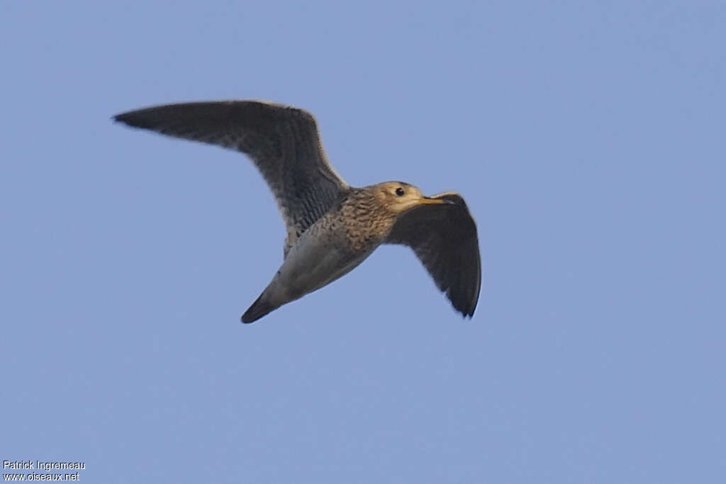 Upland Sandpiperadult, Flight